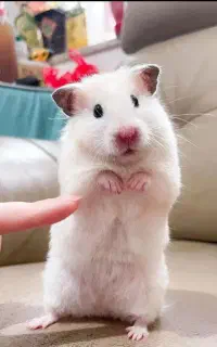 همستر دستی خانگی