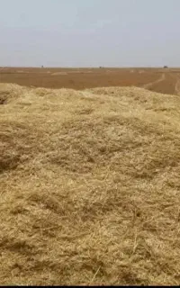 کاه فروشی