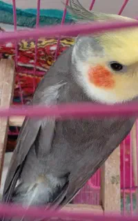 عروس هلندی نر مولد