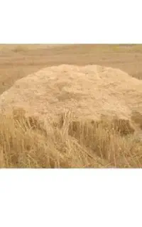 کاه گندم