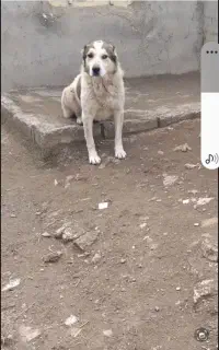 سگ گمشده