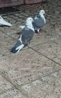 کبوتر تهرانی