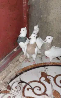طوقی فروشی