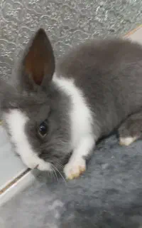 خرگوش سالم به فروش میرسد