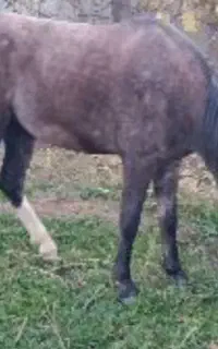 مادیان چهار و نیم ساله