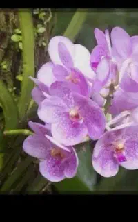 گل فروشی