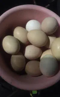تخم مرغ نطفه دار
