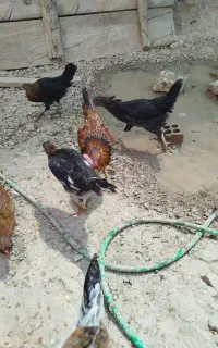 چندتا بچه خروس وباری محلی به شرط