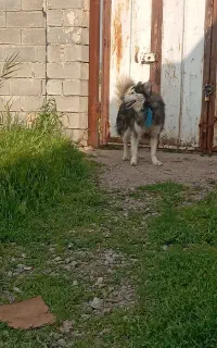 سگ نر هاسکی