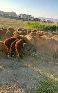 فروش دام زنده