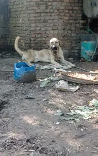 سرابی نجات اصل از زنجان آورده شده هنوز توله است