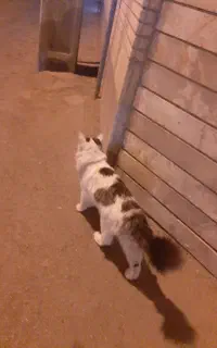 گربه پیدا شده