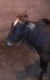 گوساله چالوسی اصل