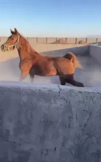 مادیون عرب یکسر