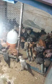 65 تا جوجه برهما و گلین ۲ ماهه