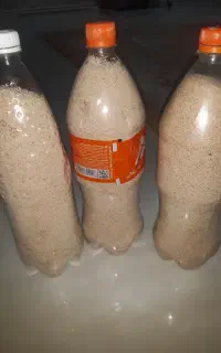 بذر کشاورزی