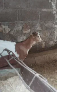 بز سومالی وسه تا گهر سومالی کنگان روستا پرک