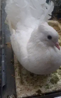 کبوتر
