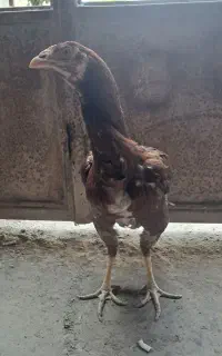 مرغ لاری کرچ