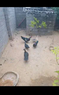 فروش اردک خارجی ماده