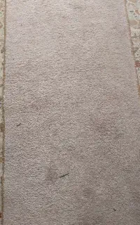 موکت پالاز