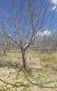 اسبار باغ و سبزی کاری با تیلتر