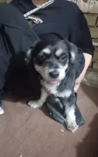 سگ پاکوتاه سیاه سفید