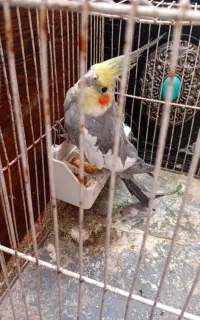 عروس هلندی نر