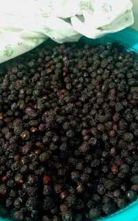 آلبالو خشک تازه