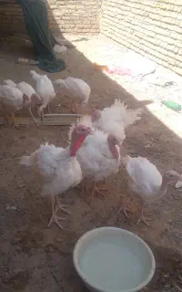 فروش بوقلمون