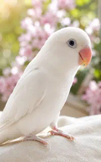 کوتوله سلام دستی و اهلی