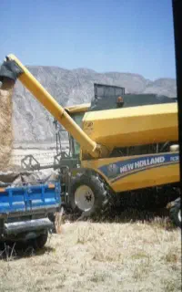 جو محلی شونه ای درجه یک