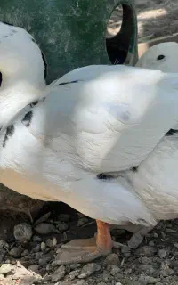 یک عدد اردک ماده