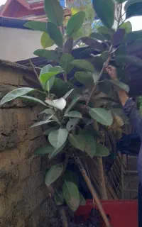 گل به ارتفاع دو متری