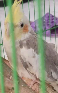 پرنده عروس هلندی