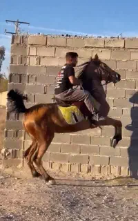 اسب مادیون سواری دار