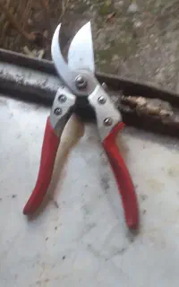 قیچی نهالستانی اصل