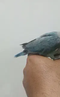 جوجه کوتوله کاربنی دستی