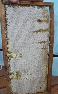 عسل کوه