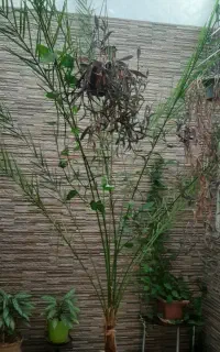 گل نخل
