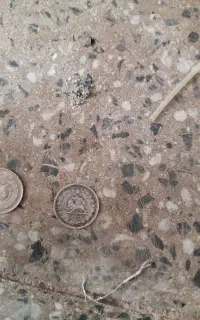 سکه