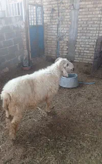 بره نر