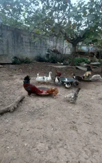 مرغ و خروس و اردک