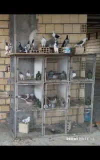 قفس کبوتر