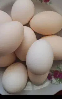 فروش تخم مرغ بومی
