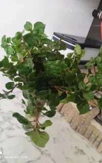 قلمه گل رویال