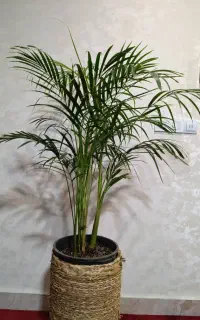 اریکا