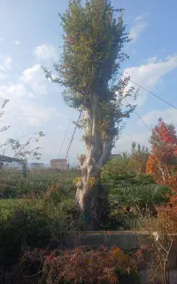 فروش درخت پایان کاری ،جرایم شهرداری ،درخت بن بالا