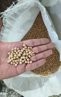 نخود مخصوص فلافل و مصرف خانگی