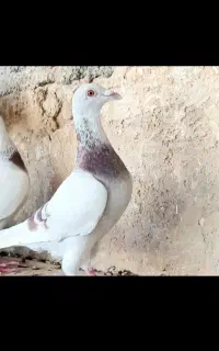 پوست پیازی شیشه ای